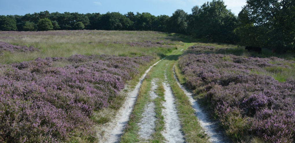 PEPhei Psychologiepraktijk PEP Baarn